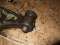 Inlet/Exhaust Valve Lever